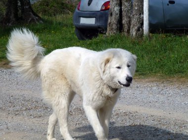 Büyük kıllı beyaz bir köpek caddede bir arabanın arka planında yürüyor.