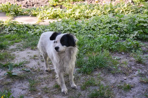 Purebred Spotted Dog Staat Groen Gras Het Park Huisdieren Natuur — Stockfoto