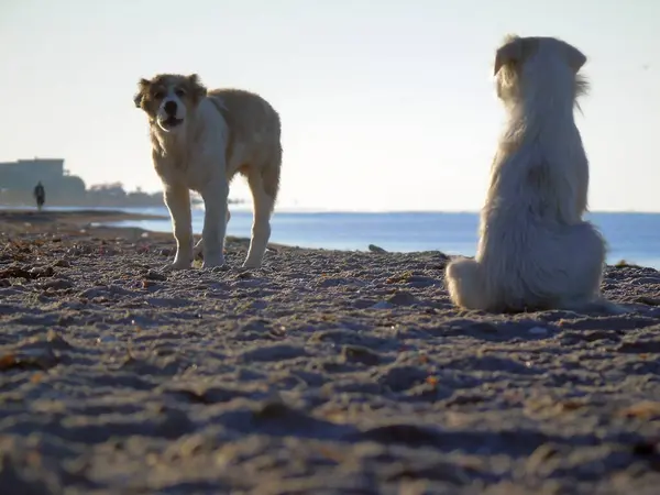 Twee Dakloze Grote Harige Honden Lopen Het Zeestrand Voorgrond Achtergrond — Stockfoto