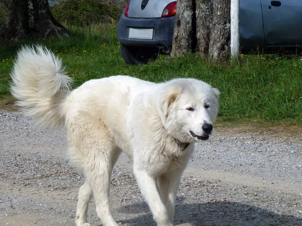 A big hairy white dog walks down the street against the background of a car