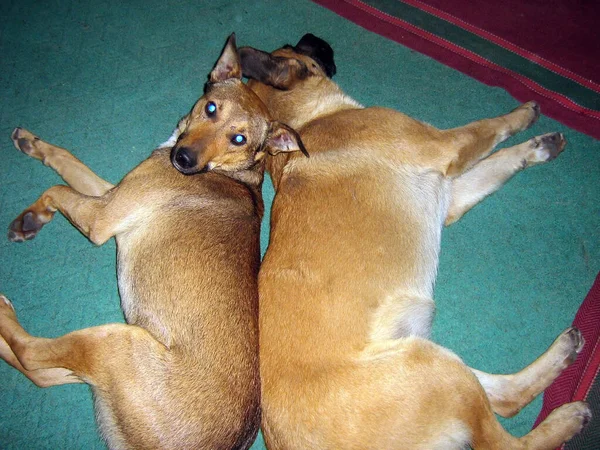 Dois Cães Domésticos Jazem Tapete Verde Costas Para Trás Animais — Fotografia de Stock