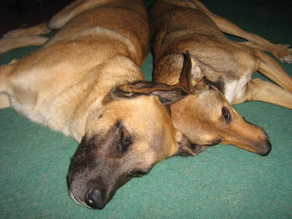 Две Домашние Собаки Лежат Зеленом Ковре Спиной Спине Животные Повседневной — стоковое фото