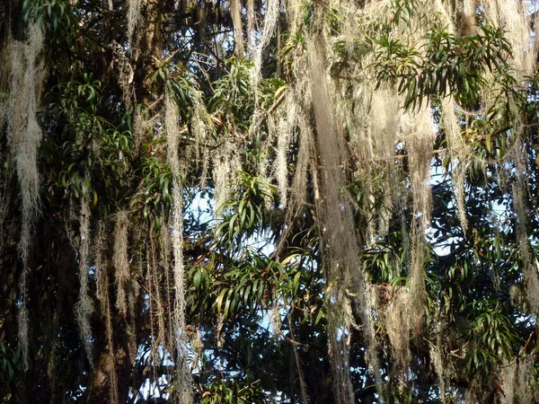 Hanging plant Spanish moss of the Aerophyte family hangs from trees in the sun