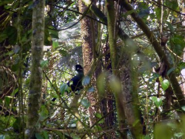 Bulanık bir arka planı ve yeşil bitki örtüsü olan tropikal bir orman ormanında yaprak ve dalların arasında bir kuş. Bulanık arkaplan