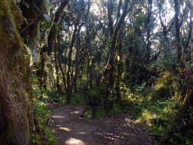 Eski bir orman ormanında birbirine dolanmış yosunlu ağaç gövdeleri. Aşağıdan görüntüle