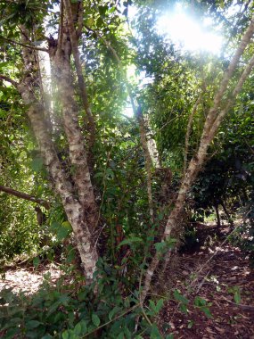 Ormanda farklı yönlerde büyüyen birkaç gövdesi olan bir ağaç. Çevreleyen doğal çevre