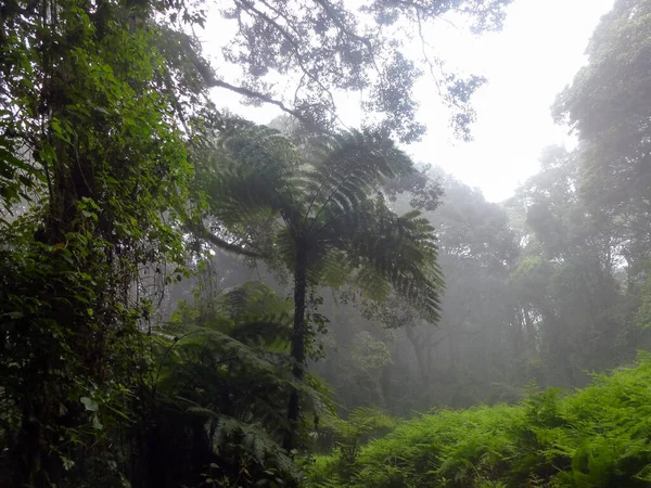 Bosque Matutino Exuberante Con Niebla Mística Húmeda Exuberante Vegetación — Foto de Stock