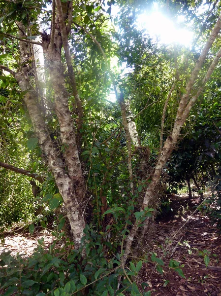 줄기가 방향으로 자라는 의나무가 주위의 자연환경 — 스톡 사진