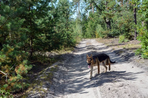 stock image German shepherd dog running on a dirt road in perspective in the park. Pets in nature