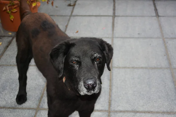 外面的一块瓷砖上站着一只灰色的黑色大狗 — 图库照片