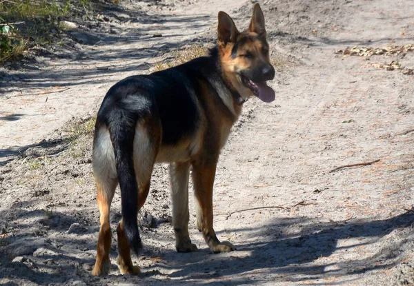 Schäferhund Läuft Perspektivisch Auf Einem Feldweg Park Haustiere Der Natur — Stockfoto