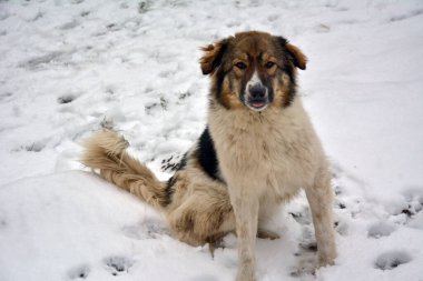 Benekli, büyük, evsiz bir köpek karda oturur ve çerçevenin içine bakar.