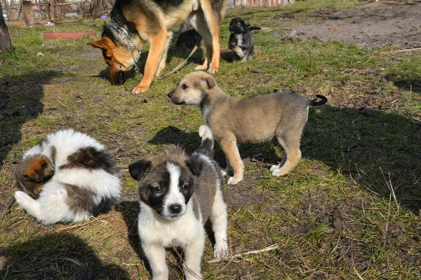 Several dog puppies of different breeds and colors are walking on the grass. Behind them is an adult dog of the German Shepherd breed