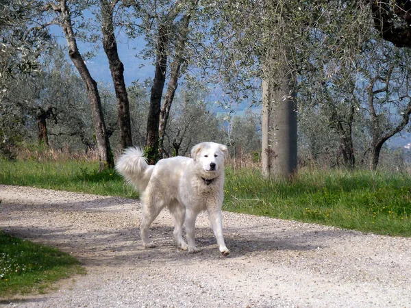 Een Witte Grote Hond Loopt Het Park Een Wandeling Het — Stockfoto