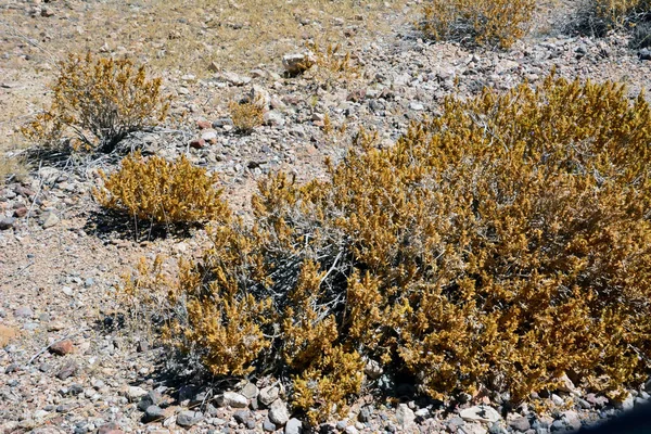 Líquen Amarelo Seco Cresce Deserto Pedregoso Sol Brilhante — Fotografia de Stock