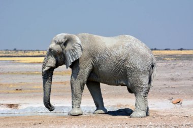 Büyük yaşlı bir fil antiloplarla buluşmak için kayalık çölde yürüyor. Arka planda sonsuz kayalık çöl