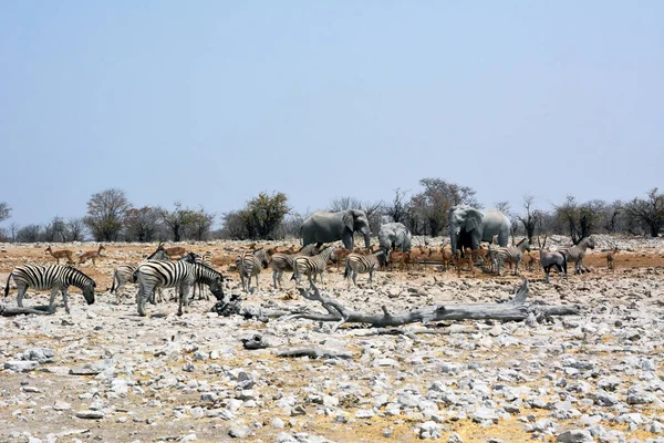 Слоны Антилопы Зебры Пришли Пить Солёное Болото Ярким Солнцем Животные — стоковое фото