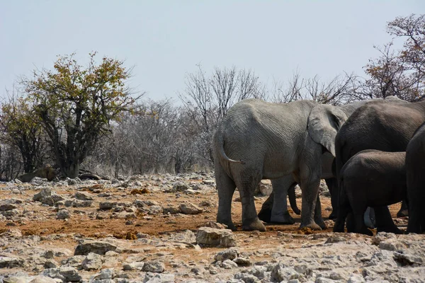 Elefanter Står Stenstig Bort Från Träd Träden Ett Lejon Bakgrunden — Stockfoto