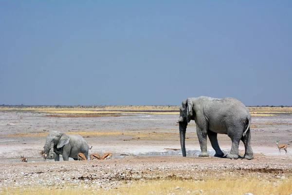 Stora Elefanter Kom Över Den Steniga Öknen Till Vattenhålet Även — Stockfoto