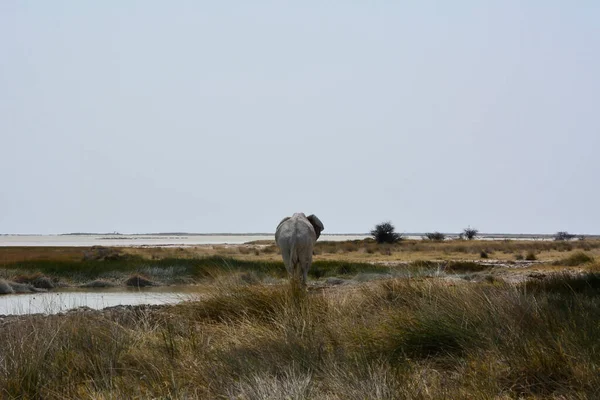 An elephant walks away from a watering hole in the desert of the national park. Animal in the natural environment. Rear view