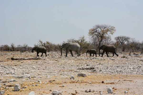 Несколько Взрослых Слонов Слонёнками Ходят Каменистой Пустыне Национального Парка Африке — стоковое фото