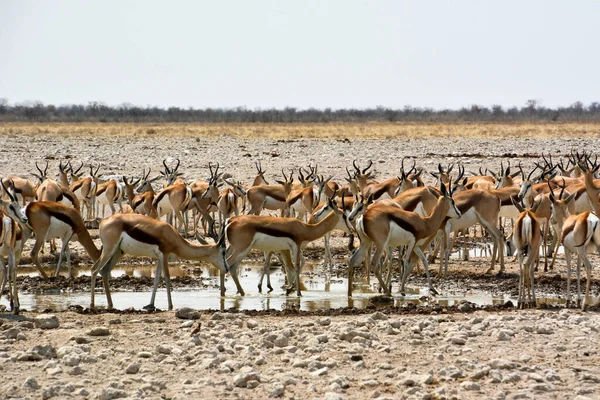 Flock Springbok Vid Ett Vattenhål Savannen Etosha Nationalpark Afrika Arid — Stockfoto