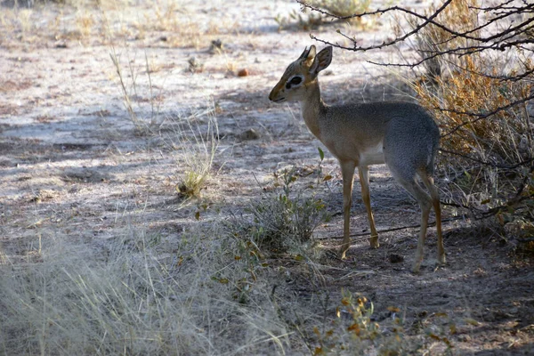 Young Baby Antelope Tree Savannah Shade Etosha National Park Africa — Stock Photo, Image