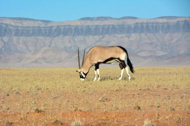 Afrika 'daki Etosha Ulusal Parkı' ndaki dağların bulanık arka planına ve mavi gökyüzüne karşı savanda bir antilop otlar. Kurak iklim ve susuzluk