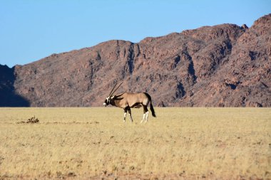 Bir antilop, Afrika 'daki Etosha Ulusal Parkı' ndaki dağların ve mavi gökyüzünün arka planında otlar. Kurak iklim ve susuzluk