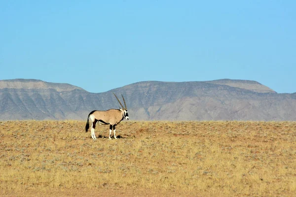 Pozadí Vzdálených Hor Modré Oblohy Národním Parku Etosha Africe Kráčí — Stock fotografie
