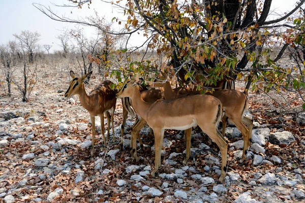 Flera Unga Springbok Antiloper Ett Träd Sten Savannen Etosha Nationalpark — Stockfoto