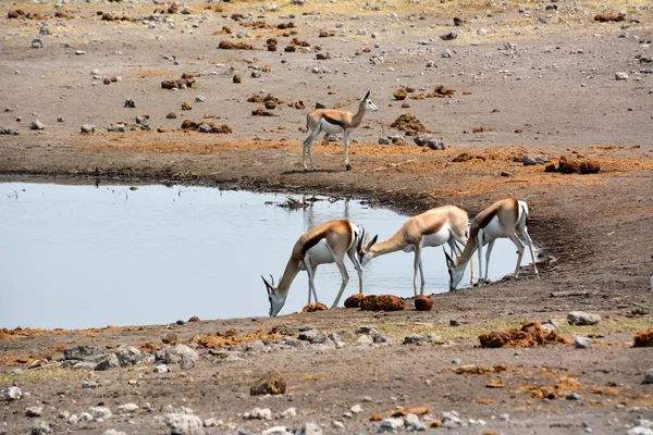 Несколько Пружинных Антилоп Возле Водопоя Оазисе Саванны Национальном Парке Этоша — стоковое фото
