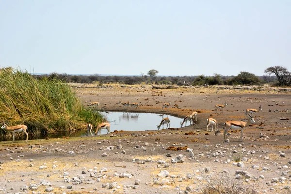 Багато Весняних Антилоп Біля Водяного Оазису Савани Національному Парку Етоша — стокове фото