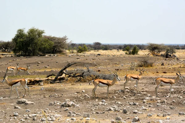非洲埃托沙国家公园石质稀树草原上的几只成年羚羊 干旱的气候和脱水 — 图库照片