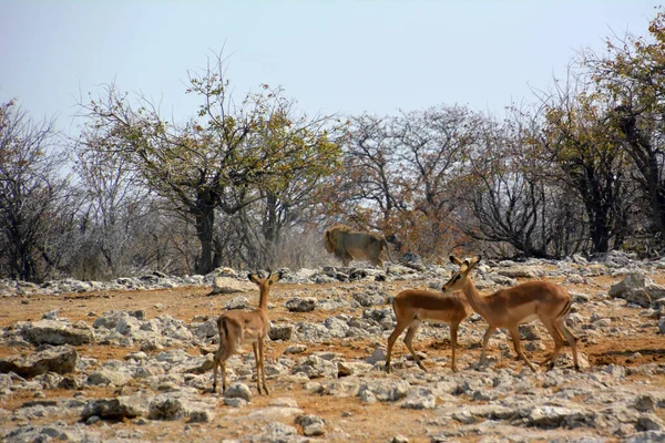 In the foreground are several springbok antelopes in the savannah, not in the background is a lion walking away. Etosha National Park, Africa. Arid climate and dehydration