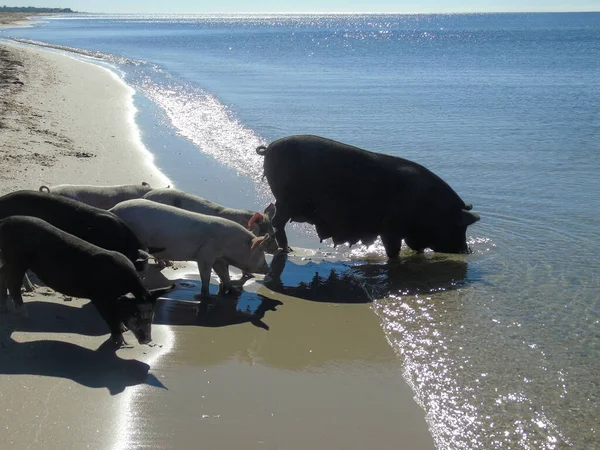 几头猪带着一只母猪来到了海滩上的水 大自然中的野生动物 — 图库照片