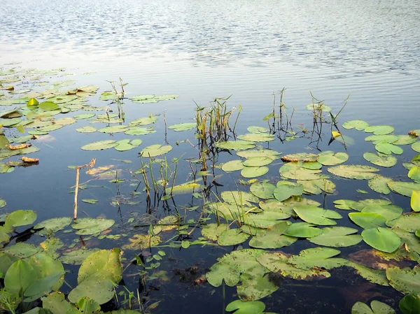 Lotus Waterlelie Bladeren Het Gladde Oppervlak Van Rivier Bloemen Zijn — Stockfoto