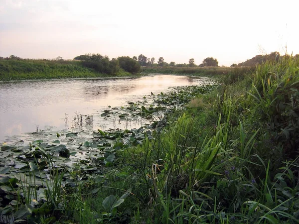 草やユリで覆われた湿地帯のある小さな川 野生生物と環境 — ストック写真