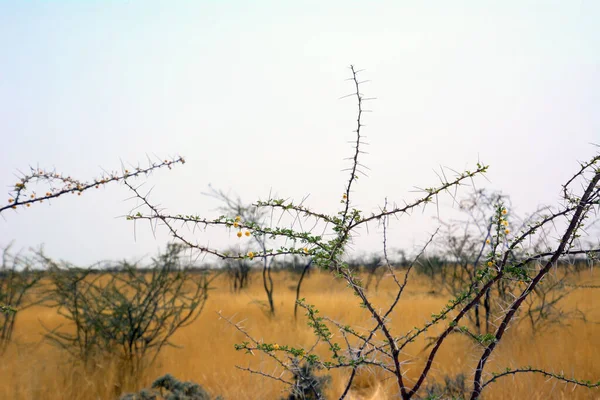 Rostlina Větvemi Trnech Poušti Nebo Savaně Pozadí Rozmazané Oblohy Suché — Stock fotografie