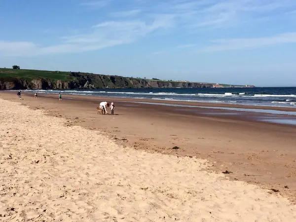 stock image Vacationers walk along the wide sea coast with a beach. In the foreground are thickets of grass. A view from afar