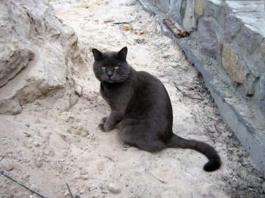 Evsiz siyah bir kedi dışarıda kumda oturuyor ve kızgın görünüyor. Ön görünümü kapat