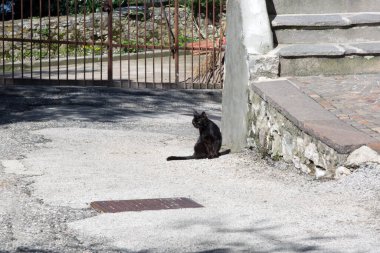 Siyah bir sokak kedisi dışarıda, güneşin altında oturuyor ve canı sıkkın görünüyor.
