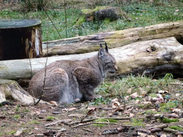 Big Lynx Sitting Forest Clinging Ground Tree Animal Cat Family — Stock Photo, Image