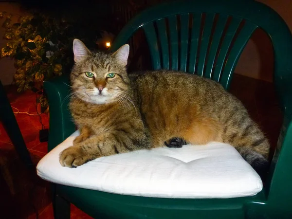 Gato Grande Com Olhos Verdes Está Deitado Uma Cadeira Travesseiro Imagens De Bancos De Imagens