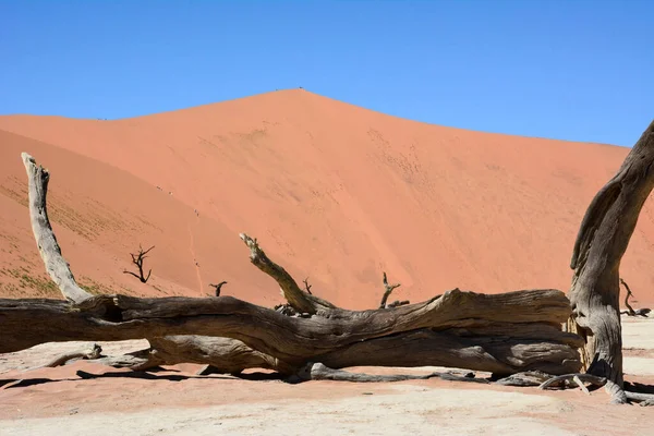 Uma Vista Tronco Árvore Seca Deitado Deserto Contra Fundo Dunas — Fotografia de Stock