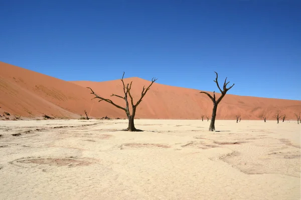 Uma Vista Dos Troncos Secos Árvores Individuais Que Estão Deserto — Fotografia de Stock