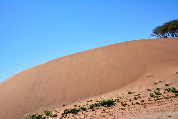 Αμμόλοφος Στην Έρημο Στο Φόντο Του Γαλάζιου Ουρανού Θάμνοι Μεγαλώνουν — Φωτογραφία Αρχείου
