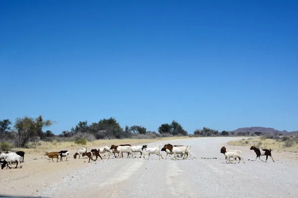 Herd Domestic Sheep Crosses Road Perspective Desert Blue Sky — Stock Photo, Image