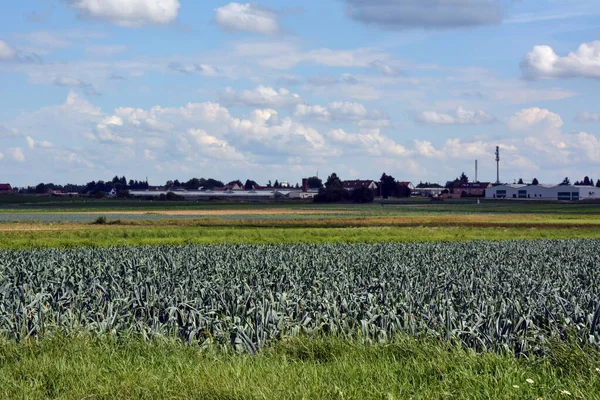 Pole Uprawne Roślin Kukurydzy Pierwszym Planie Oddali Budynki Gospodarcze Niebo — Zdjęcie stockowe