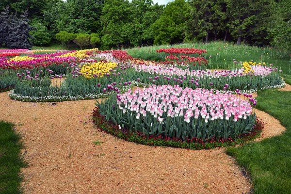 城市公园内靠近人行道的圆形花坛 花坛上生长着五彩缤纷 五彩斑斓的郁金香 — 图库照片